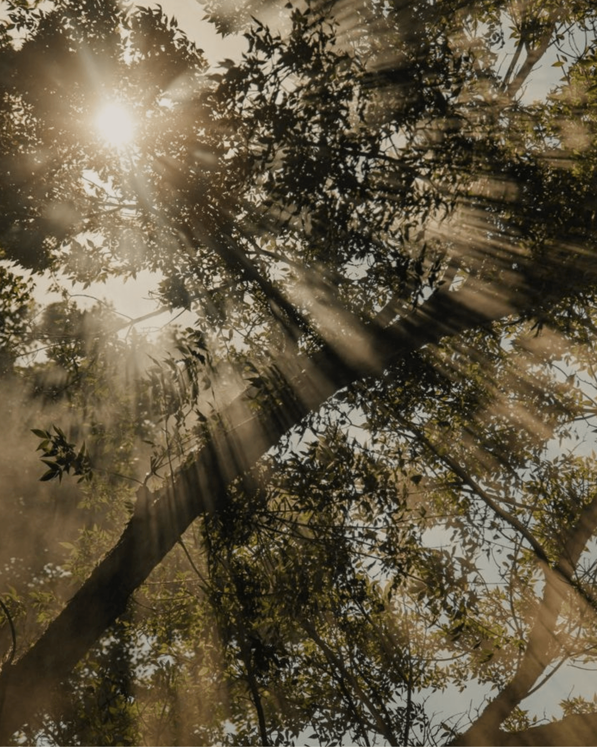 Finding Peace: Healing from Stress and High Cortisol Card